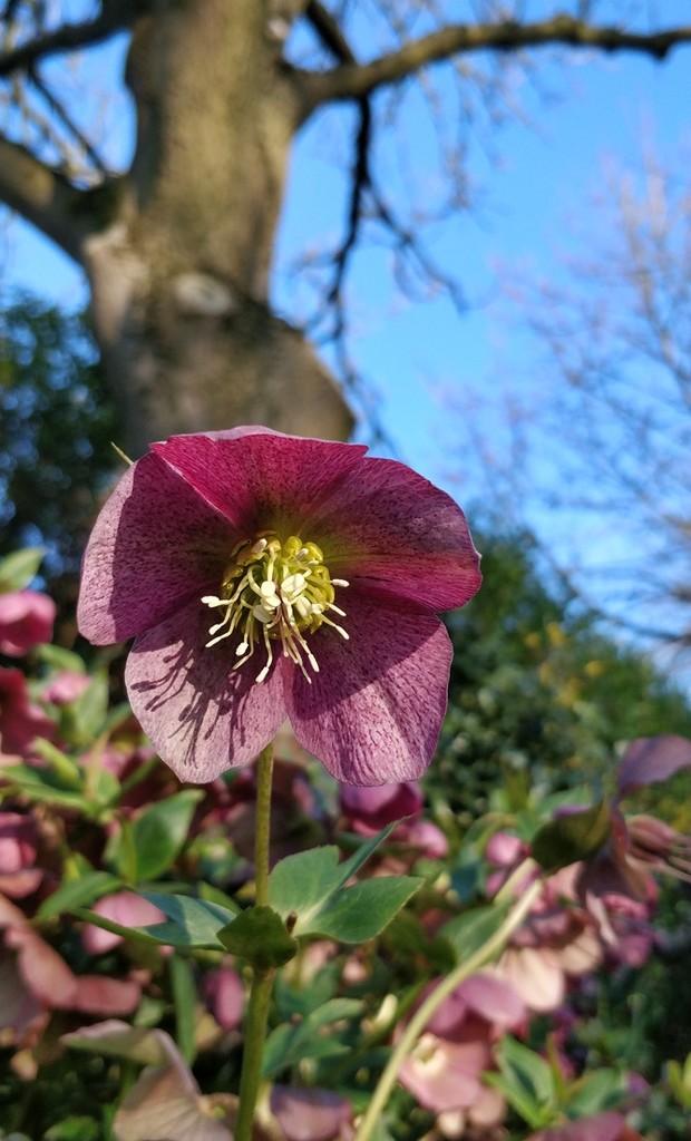 Hellebore by roachling