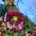Hellebore by roachling