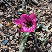 28th Mar 2019 - Bees are busy
