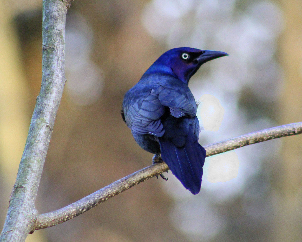Grackle by cjwhite