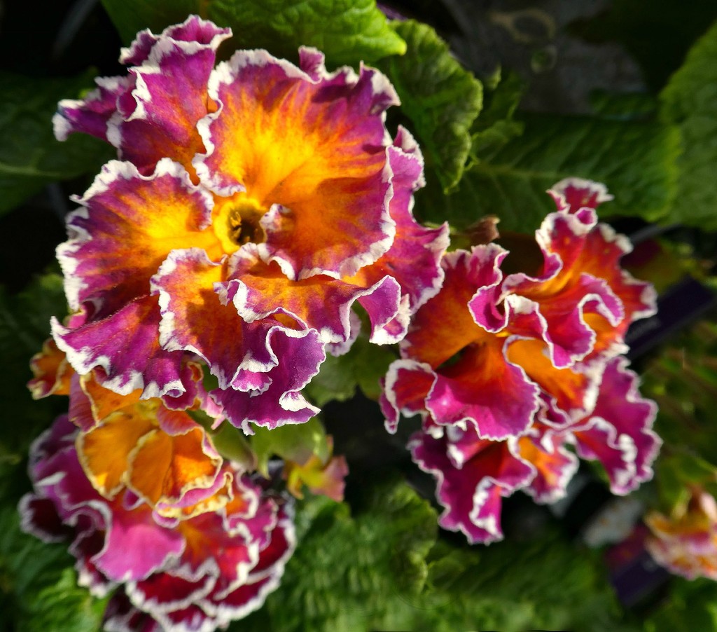 Bright and Frilly. by wendyfrost