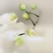 Orchid by joemuli