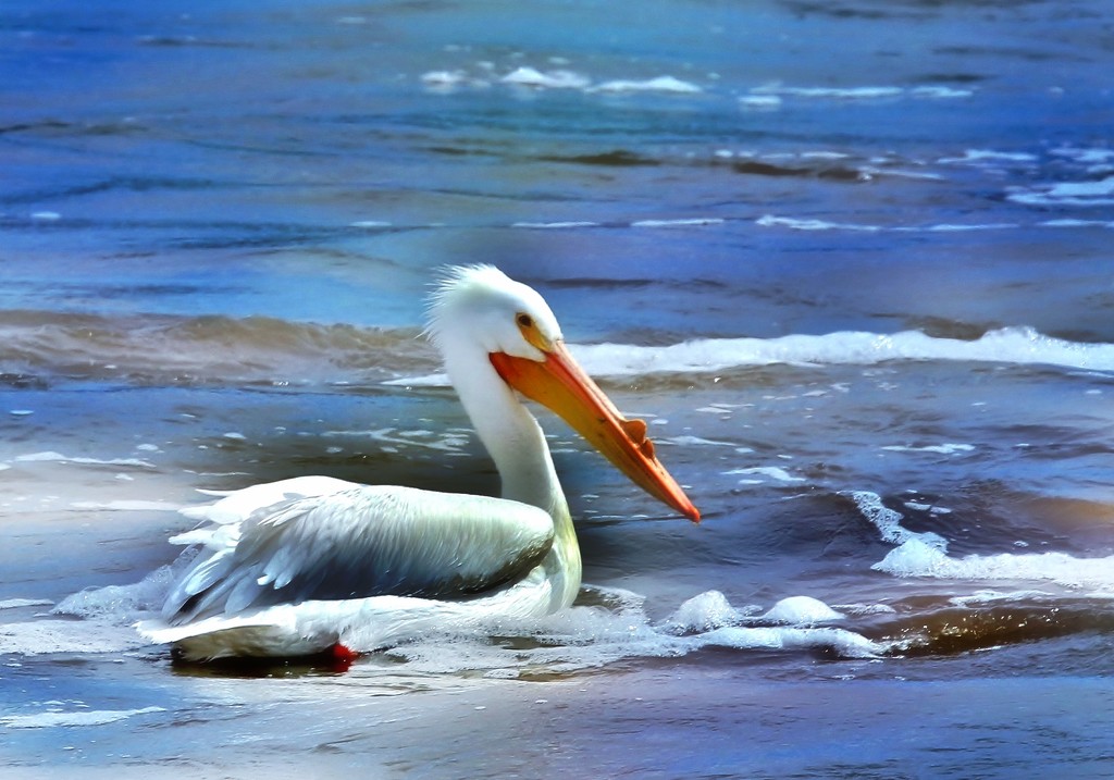 Pelican in Iowa by lynnz