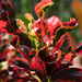 Red Croton by bella_ss