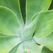 Green Agave by bella_ss