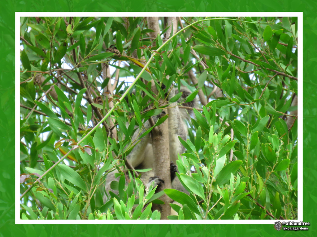 peek-a-boo ... by koalagardens