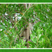 peek-a-boo ... by koalagardens
