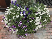 29th Mar 2019 - Container pots and flower boxes showcase their beauty as they adorn many houses in Charleston’s historic district.