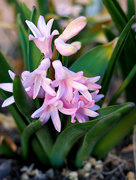 27th Mar 2019 - Hyacinth in Pink