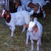 Love the goats by beryl