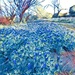 The State Flower of Texas, the Texas Bluebonnet by louannwarren