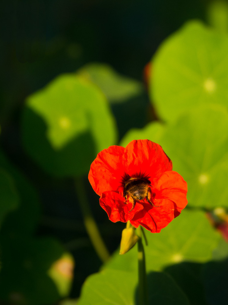 Bee Deep by fotoblah