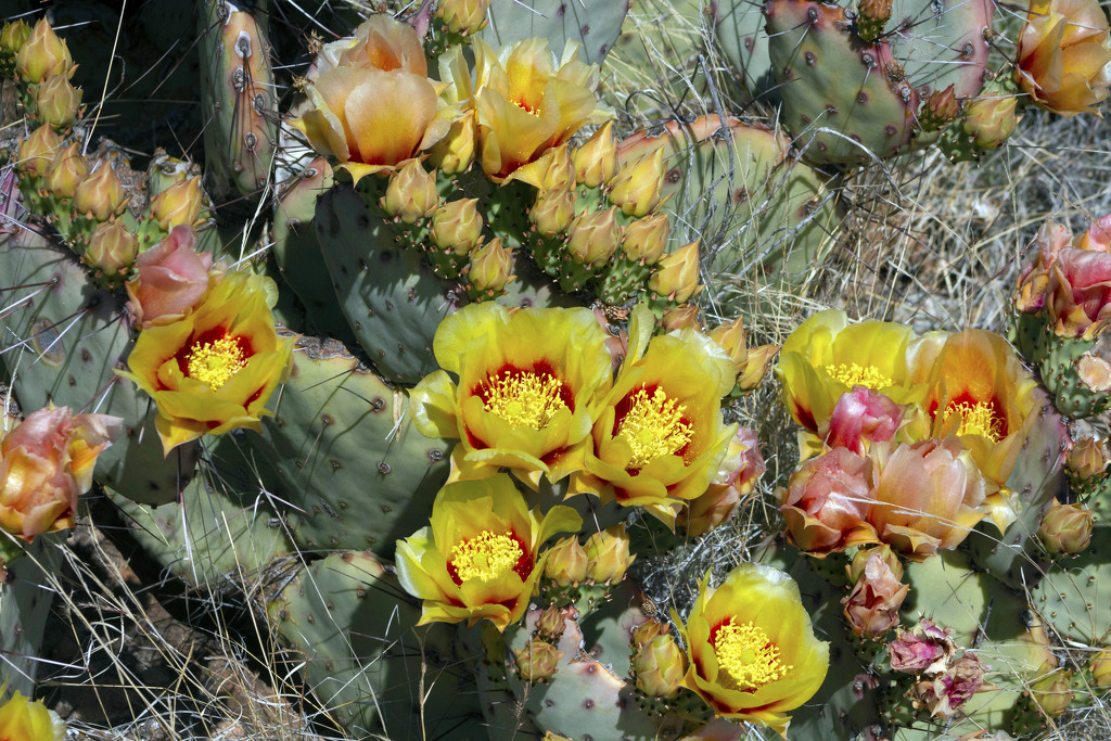 Prickly Pear Cactus Blooms by gaylewood