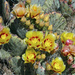Prickly Pear Cactus Blooms by gaylewood