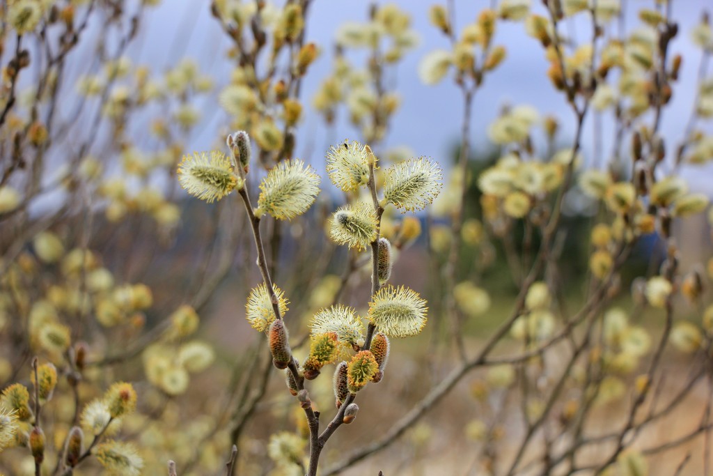 Pussy Willow by jamibann