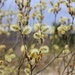 Pussy Willow by jamibann