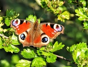 29th Mar 2019 - Peacock Butterfly