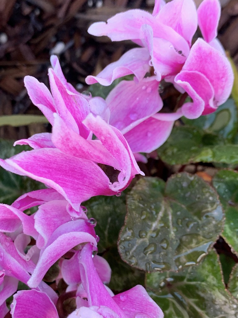 Cyclamen are still blooming by shutterbug49