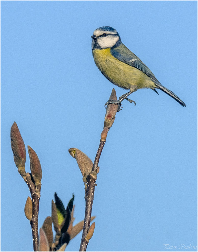 Blue Tit by pcoulson