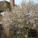 magnolia tree by arthurclark