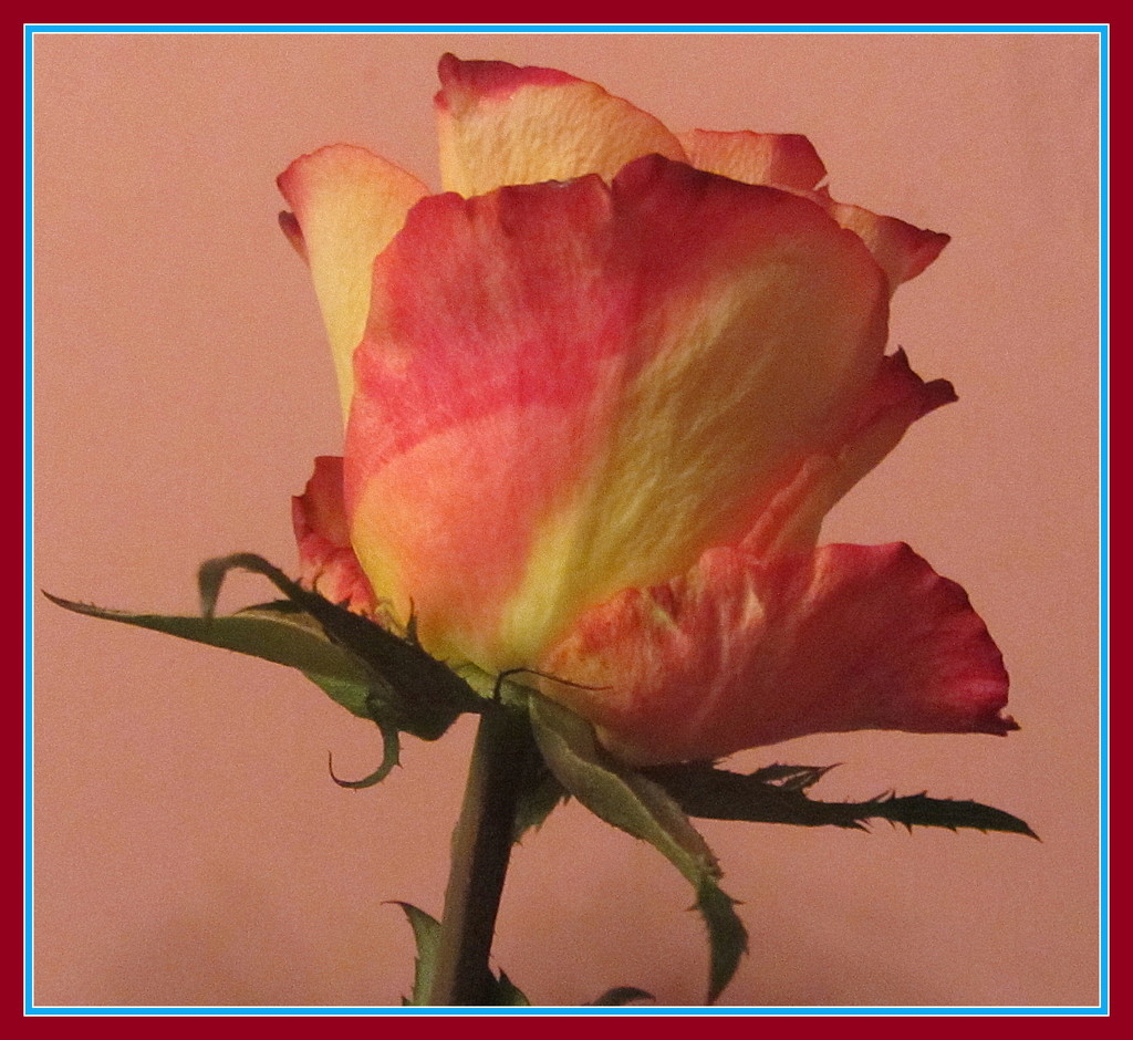 A rose bud. by grace55