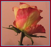 29th Mar 2019 - A rose bud.