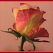 A rose bud. by grace55