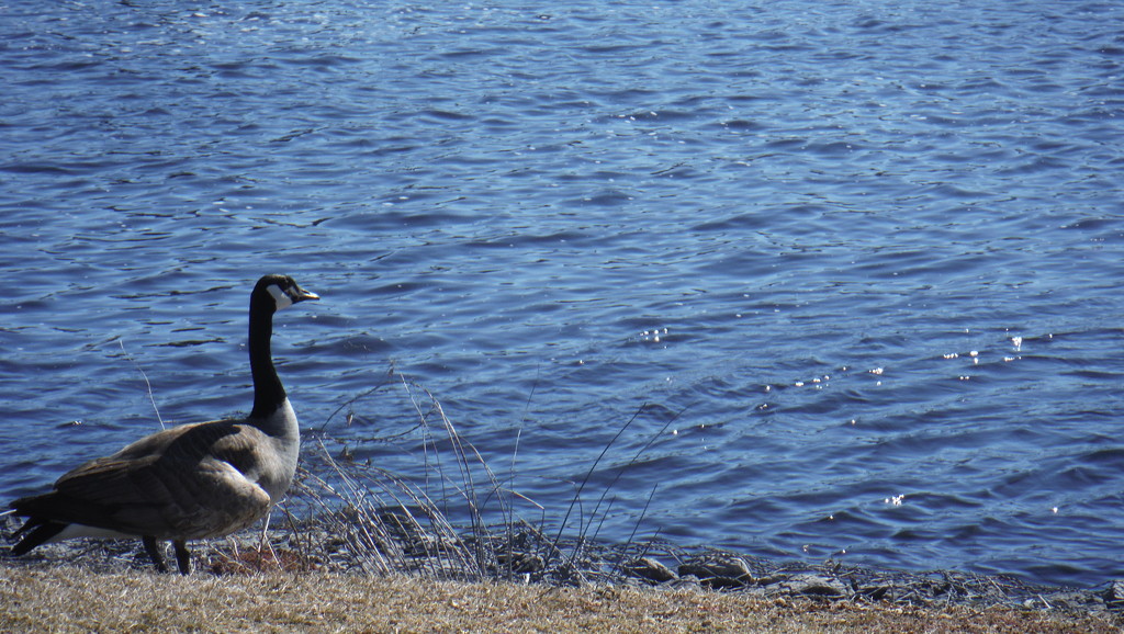 Blue Water and a Canada Goose by spanishliz