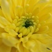 Beautiful mother days flowers by bizziebeeme