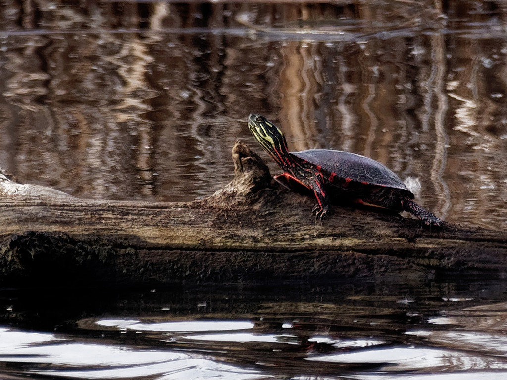First painted turtle of spring by rminer