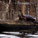 First painted turtle of spring by rminer