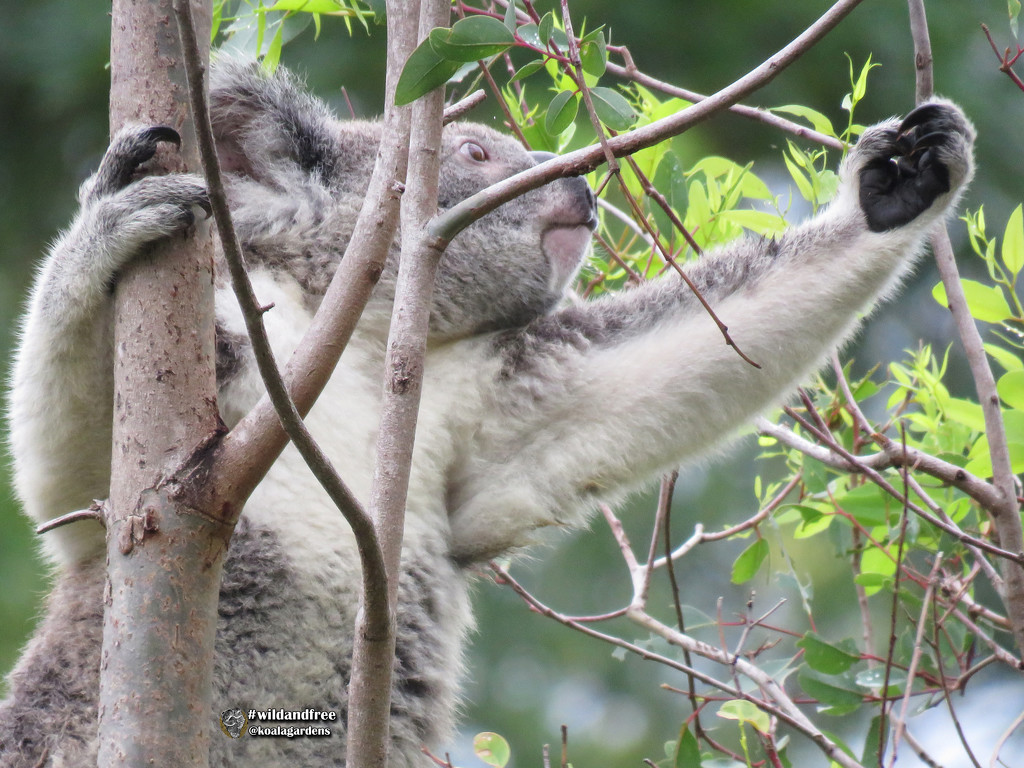 s-t-r-e-t-c-h ... by koalagardens