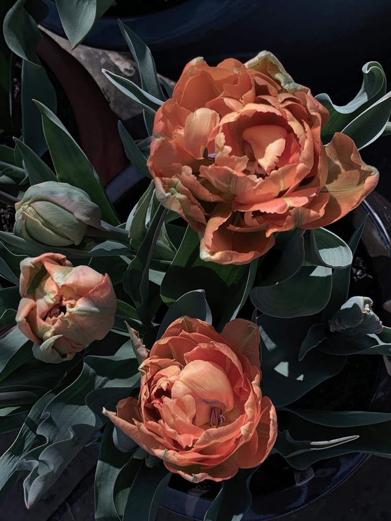 Tulips by 365projectmaxine