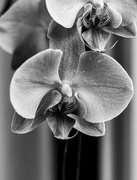 29th Mar 2019 - Orchid