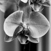 Orchid by toinette