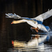 Take Off ... Mute Swan by dridsdale