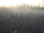 29th Mar 2019 - Misty reed bed
