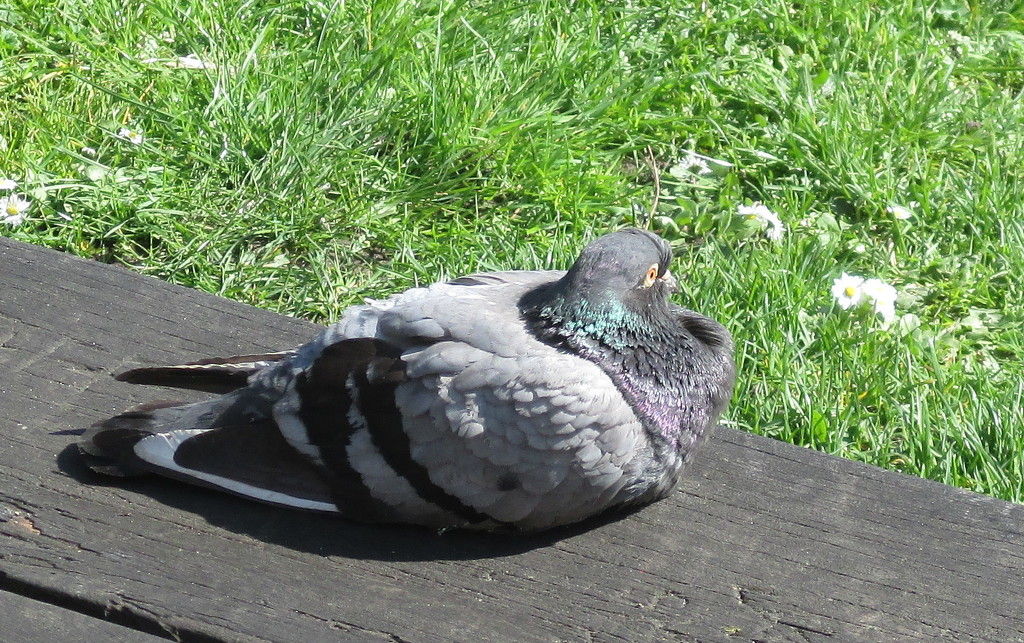 Pigeon Sunbathing by g3xbm