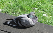 29th Mar 2019 - Pigeon Sunbathing