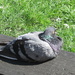 Pigeon Sunbathing by g3xbm