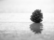 29th Mar 2019 - pine cone...  and shadow...