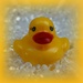 Little Duck. by wendyfrost