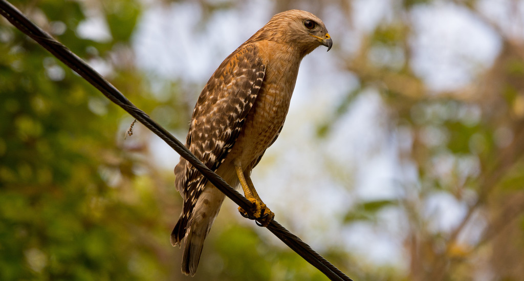Red Shouldered Hawk Looking for Lunch! by rickster549