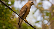 29th Mar 2019 - Red Shouldered Hawk Looking for Lunch!