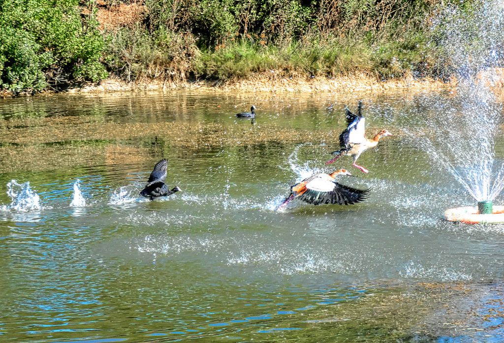 A Coot chasing the Egyptian Geese by ludwigsdiana