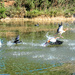 A Coot chasing the Egyptian Geese by ludwigsdiana
