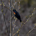 ~Red Wing Blackbird~ by crowfan