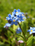 29th Mar 2019 - Forget me Not