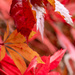 Autumn Leaves by yorkshirekiwi