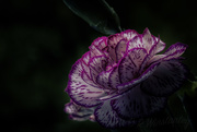 30th Mar 2019 - Unfurled Carnation